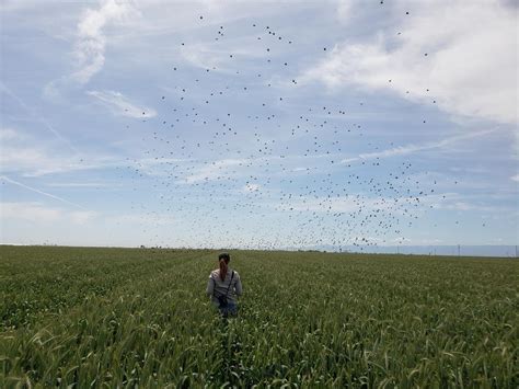 Tricolored Blackbird nesting season is off and running | Audubon California