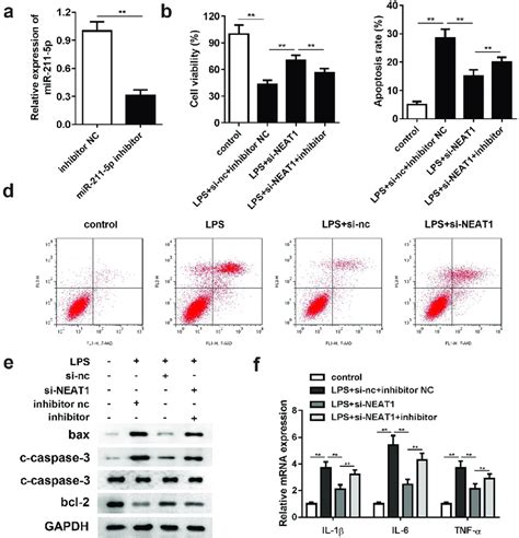 Inhibition Of Mir 211 5p Antagonizes The Effects Of Neat1 Knockdown On