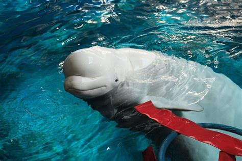 Beluga Whale | Captive Cetaceans Wiki | Fandom