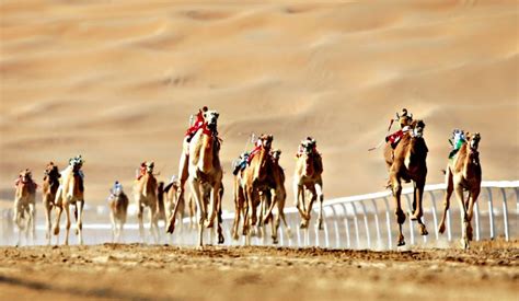 In Pictures The Rich Heritage Behind UAE S Camel Racing Season Scoop