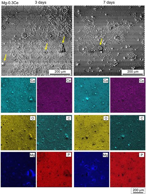 Sem Micrograph Showing The Corrosion Morphology With Corresponding Eds