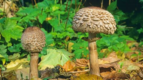 Shaggy Parasol Chlorophyllum Rhacodes Woodland Trust