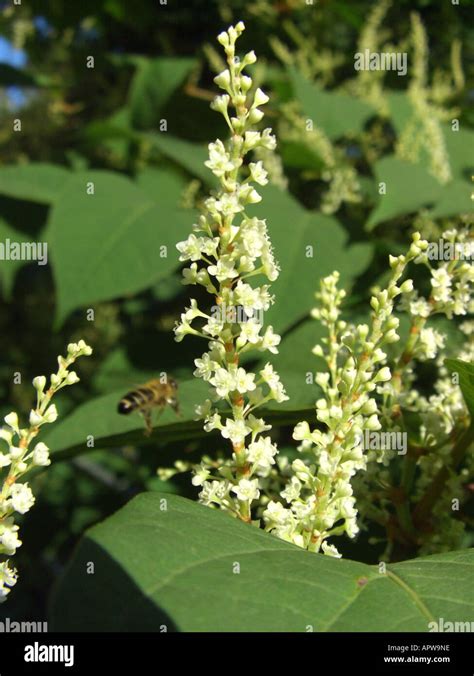 Japanese Knotweed Fallopia Japonica Reynoutria Japonica