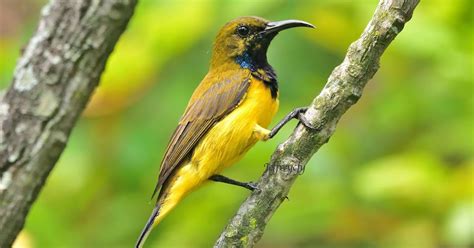 我的生態攝影集 黃腹花蜜鳥 Olive backed Sunbird Yellow bellied Sunbird Cinnyris