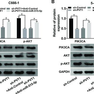 Pvt Regulated Akt Pathway Via Sponging Mir P In Npc Cells A And