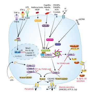 Ac Yvad Cmk Selective Caspase Inhibitor Invivogen