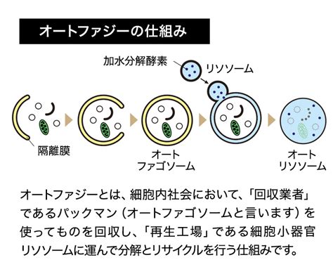 【公式】オートファジーとは何か？お菓子のuha味覚糖が世界一わかりやすく解説 Uhaヘルスケア研究所 ｜ Uha味覚糖