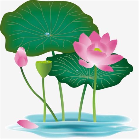 Lotus Plant Clipart Transparent Background, Hand Drawn Floral Lotus ...