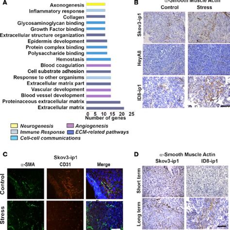 Proposed Model Of Cancer Associated Fibroblast Caf Activation And Download Scientific Diagram