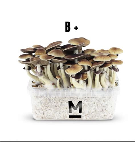 Magic Mushroom Grow Kit B+ by Mondo®