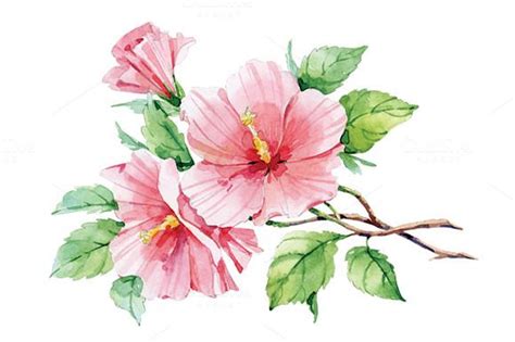 Watercolor Pink Hibiscus Watercolor Flowers Paintings Flower