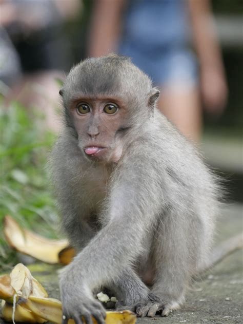 Gratis Afbeeldingen Wildlife Zoogdier Azië Fauna Primaat