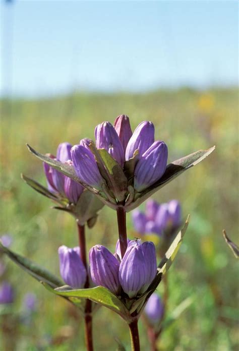 66 best Native Perennial & Shrubs Zone 5 images on Pinterest | Zone 5 ...