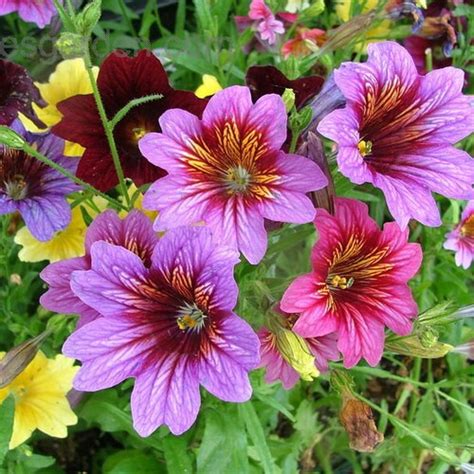 200 Velvet Trumpet Flower Seeds - Etsy