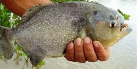 Las Palometas Volvieron A Atacar En Rosario Infoveloz