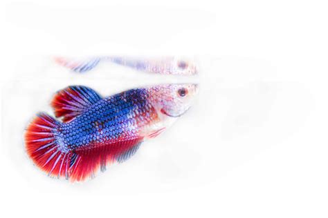 A Closer Look At Betta Fish Popeye Understanding The Signs And Finding