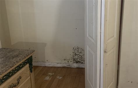 Mold Damage Insurance Claim