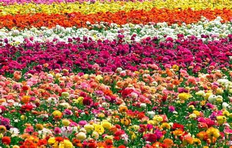 53 Fiori E Piante Con Il Loro Significato Linguaggio Dei Fiori