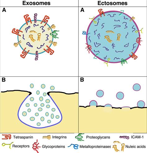 Structure and composition of the two vesicles; their release from the ...