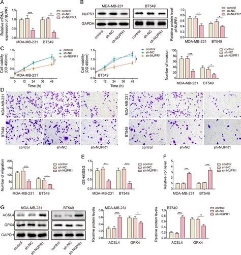 NUPR1 Downregulation Induced Ferroptosis To Suppress TNBC Cell