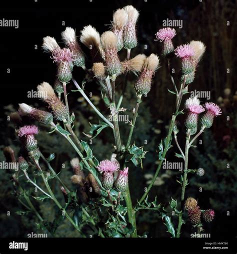 Creeping Thistle Cirsium Arvense Asteraceae Stock Photo Alamy