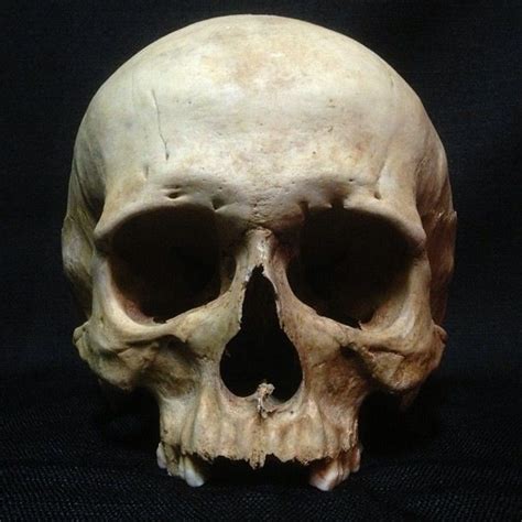 Pin By Yaniel Mieres On Skull Skull Reference Skull Model Skull Art