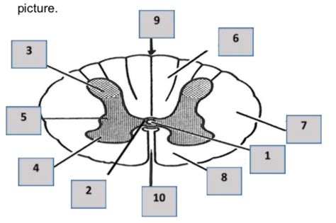 Spinal Cord Cross Section Diagram Diagram Quizlet