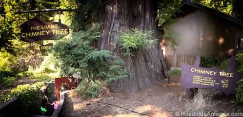 Chimney Tree Old Hobbiton Usa Phillipsville California