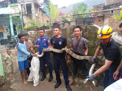 Lagi Ular Piton 4 Meter Masuk Rumah Warga