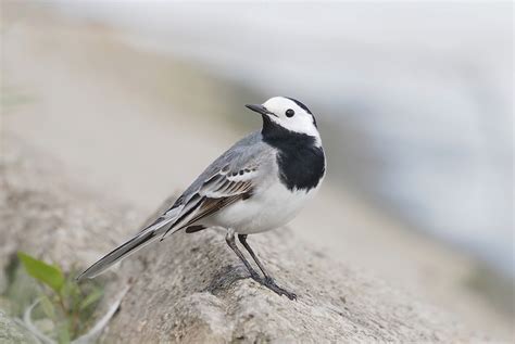 White Wagtail Birdforum