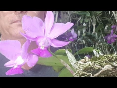 Orquídario Bella s Orquideas está transmitindo ao vivo 27 993091062