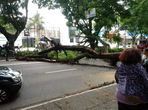 Queda De Rvore De Grande Porte Bloqueia Avenida Rebou As