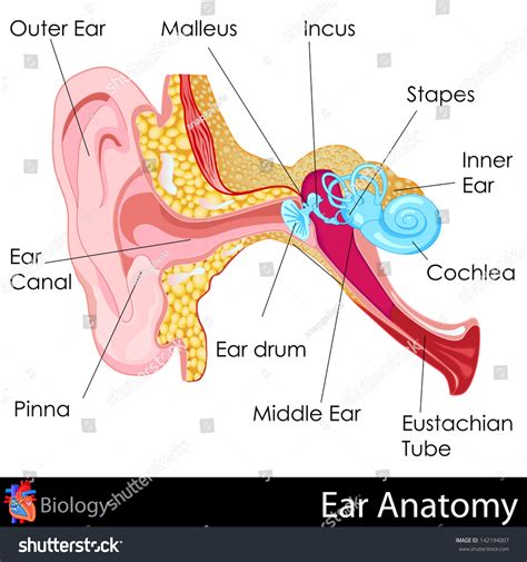 Human Middle Ear Anatomy Diagram 2080 | The Best Porn Website