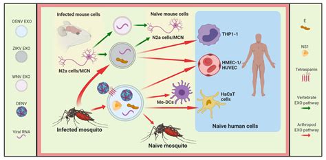 The Role Of Exosomesevs During Denv Zikv And Wnv Infections Download Scientific Diagram