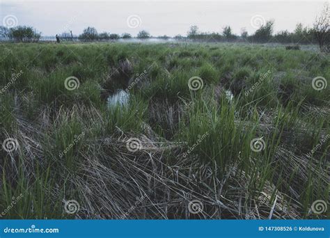 Green Fresh Grass Grows On An Abandoned Marshy Field Amid Rising Fog