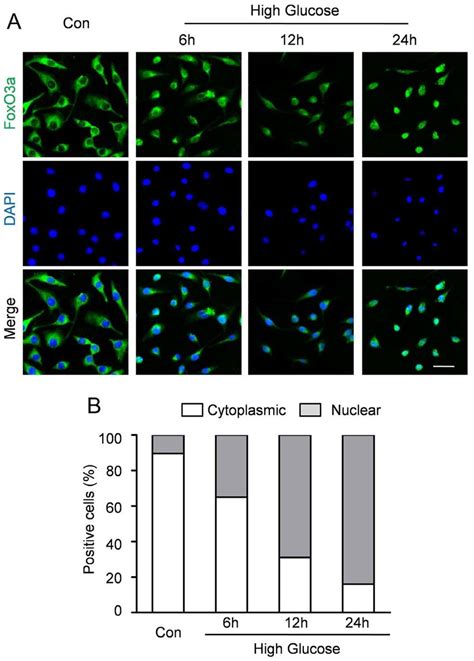 FoxO3a Silencing Enhanced High Glucose Induced ROS Production In CMECs