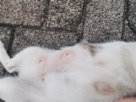 Is my nursing cat suffering from mastitis or is this a sign that she is