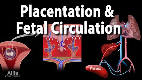 Embryology: Development of the Placenta and Fetal Circulation ...