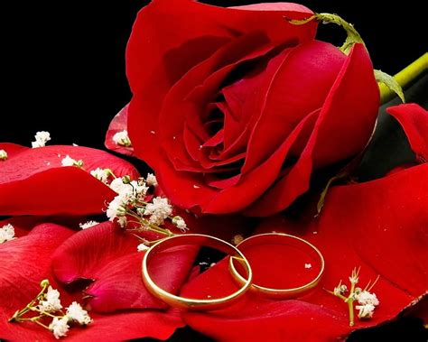 Rose And Rings Rings Rose Romance Love Flower Beauty Petal Hd