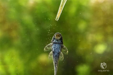 brine shrimp eggs  aquaria