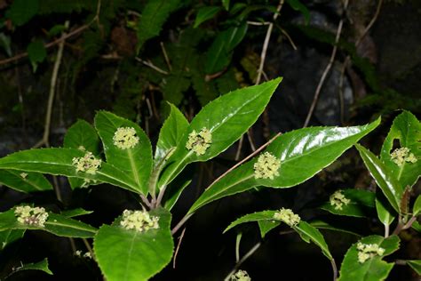 西域青荚叶：五峰后河国家级自然保护区 中国自然保护区生物标本资源共享平台