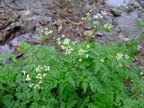 HERBAL PICNIC: COW PARSLEY