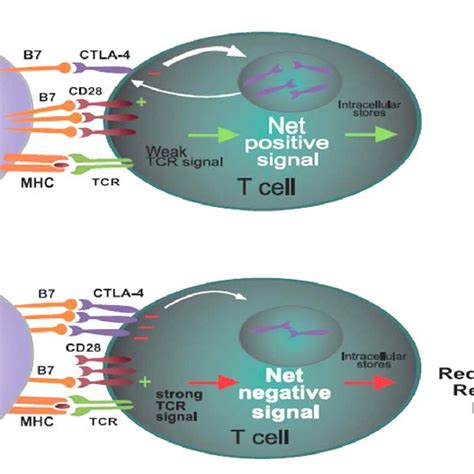 Pd Mediated Inhibition Of T Cells T Cells Recognizing Tumor Antigens