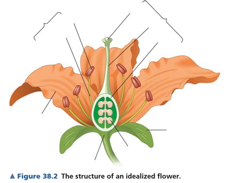 Bio Lab Terrestrial Plants Angiosperms Diagram Quizlet