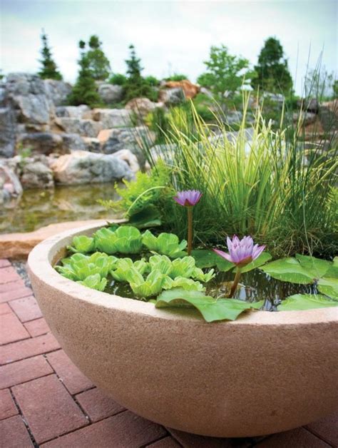 Jardin Aquatique En Pot Une Petite Oasis Mettre Au Balcon