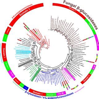 Phylogenetic Relationship Between Proteins In Gh The Maximum