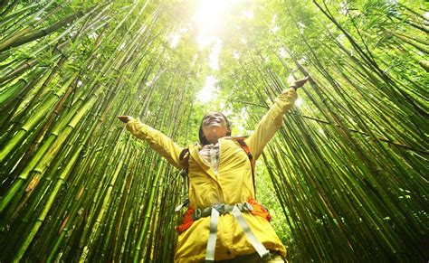 Recursos Naturales Renovables Ejemplos Características Y Usos