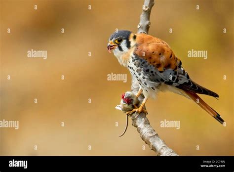 American Kestrels High Resolution Stock Photography And Images Alamy