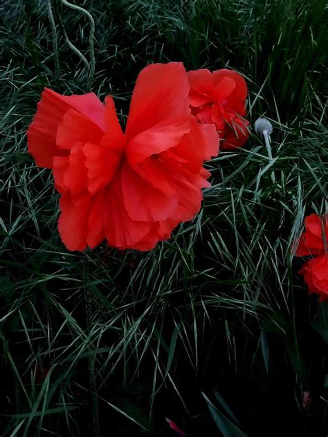 Large Red Poppy Flower In Green Grass Natural Background