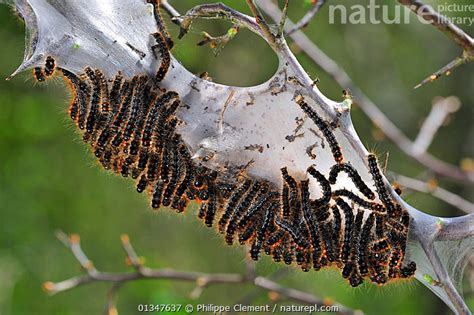 Stock Photo Of Caterpillar Larvae Of Small Eggar Moth Eriogaster